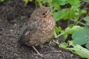 deliciously beautiful wildlife cute bird