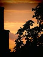 landscape with trees on the background evening sky