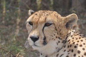 portrait of a cheetah in Africa