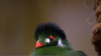 exotic green crested turaco