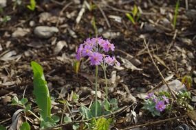 pink primrose blossom