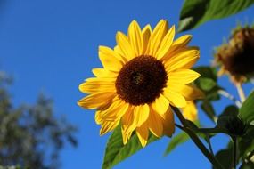 photo of bright sunflower