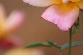 pink roses in blurred background close up