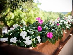 closeup photo of white and pink summer flowers in a flower bed