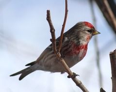 red-gray bird on a branch