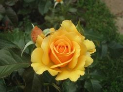 a top view of the yellow rose