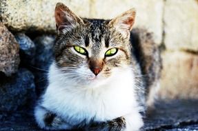 white gray cat with yellow eyes is lying on the street