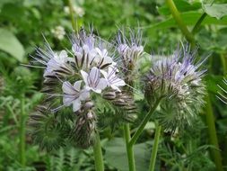 blue tansy on green grass
