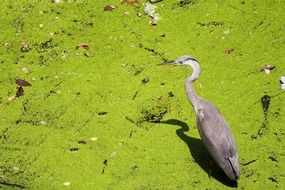 heron stands in green water