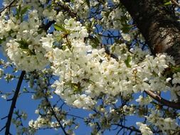 a lot of white cherry blossoms on a tree