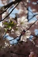 pink tree blossoms in spring