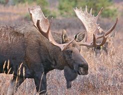 moose with big horns in nature on a blurred background