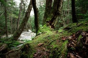 forest river in dense forest in the countryside