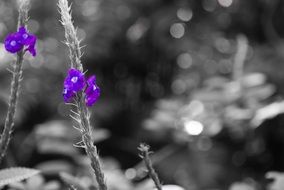 purple flower on black and white photo