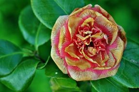 beauty gentle charming bloom