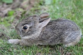 little rabbit lies on green grass