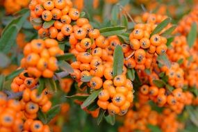 inimitable rowan berries