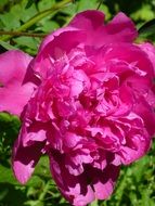 Pink peony flowers