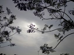 sun through tree branches