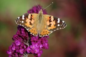 butterfly on the flower close-up