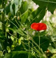 poppy blossom in the garden
