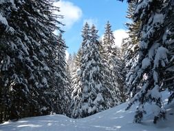 Snow-covered fir trees in the sunlight