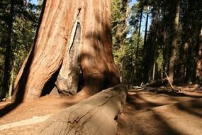 Giant mahogany
