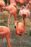 majestic flamingo birds