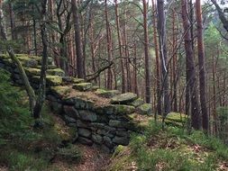 stone wall in moss in the forest