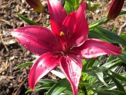 bright pink lily top view