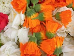 carnations flowers