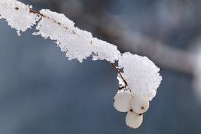 wet snow on a branch with white berries