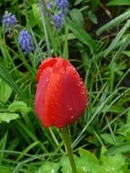 red tulip among green grass on a blurred background