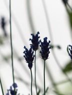 Lavender on a blurred background