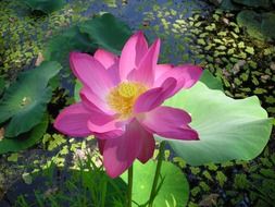 pink water lily in sunny day