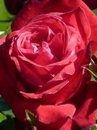 red rose close up on green background