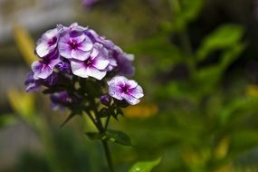 Close-up of the white and purple flowers