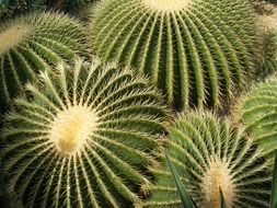 group of round prickly cacti
