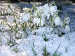 snowdrops winter