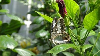 butterfly on a green leaf in nature