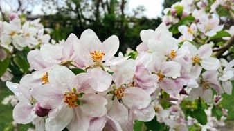 flowers apple tree close up