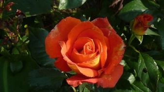 Beautiful, blooming orange rose flowers with green leaves in the garden