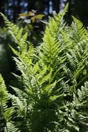 green fern plant