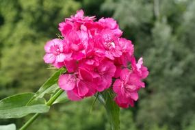 pink sweet william