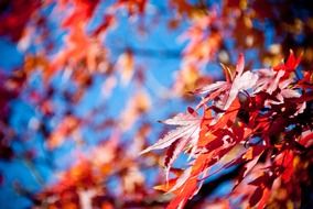red leaf swirl