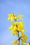 yellow forsythia blossom bloom sky scene