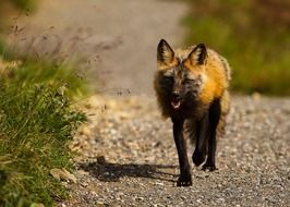 red fox walks in the wild in Alaska