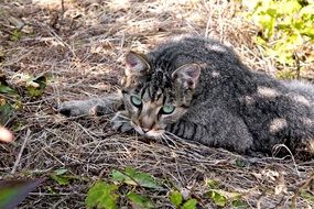 cat's gaze in the Park