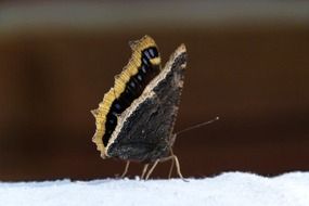 Black butterfly on a blurry background