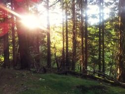 Landscape Picture of the forest at the sunlight